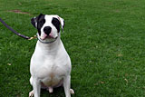 DBull Arab for Sale