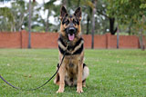 Female German Shepherd Puppy for Sale