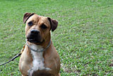 American Staffy for Sale