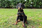 Doberman for Sale