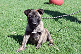 Dutch Shepherd for Sale