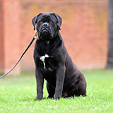 French Mastiff for Sale