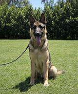 Female Rottweiler for Sale